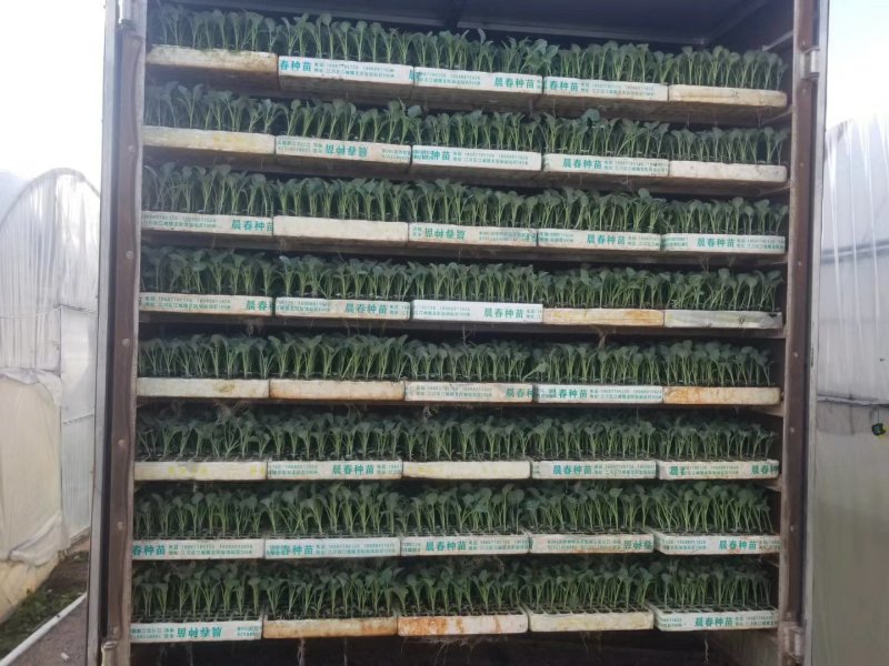 【优选商家】云南西兰花苗品质保证诚信经营欢迎选购
