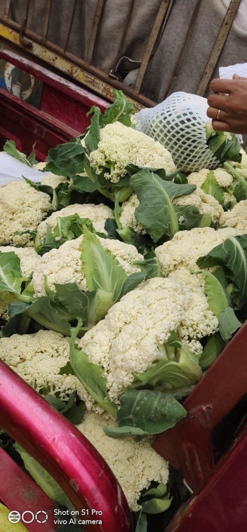 散花，松花，蔬菜，整车供应，有机花河北菜花，产区直发，