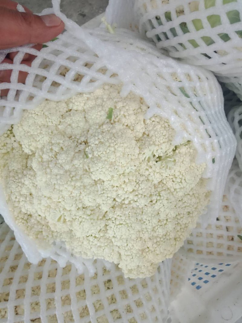 散花，松花，蔬菜，整车供应，有机花河北菜花，产区直发，