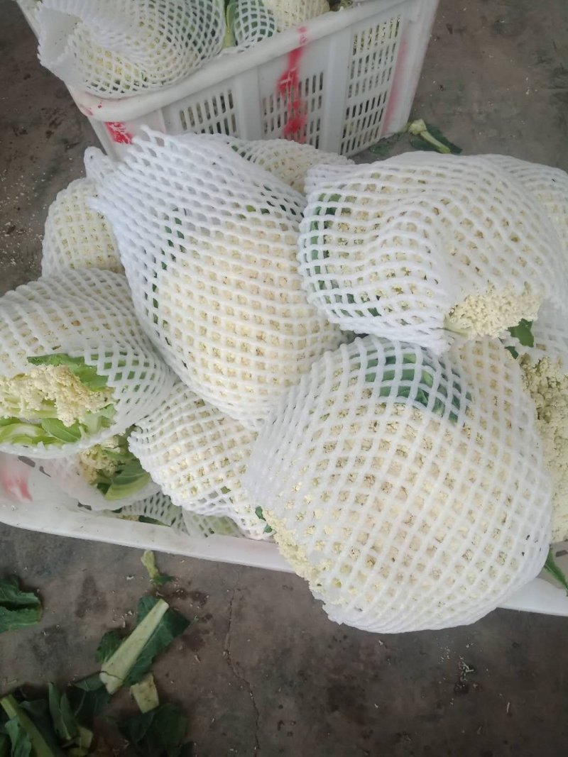 散花，松花，蔬菜，整车供应，有机花河北菜花，产区直发，