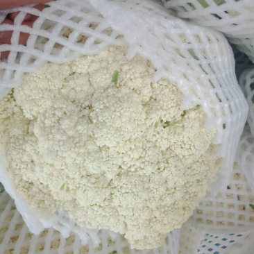 散花，松花，蔬菜，整车供应，有机花河北菜花，产区直发，