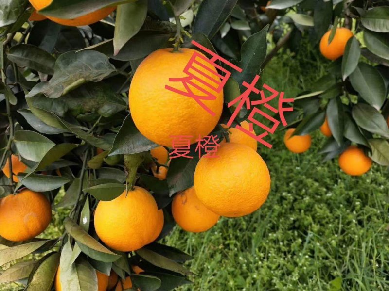 夏橙，秭归夏橙，现摘现发，全国发货，欢迎合作
