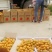 金太阳杏产地现摘现发大量供应