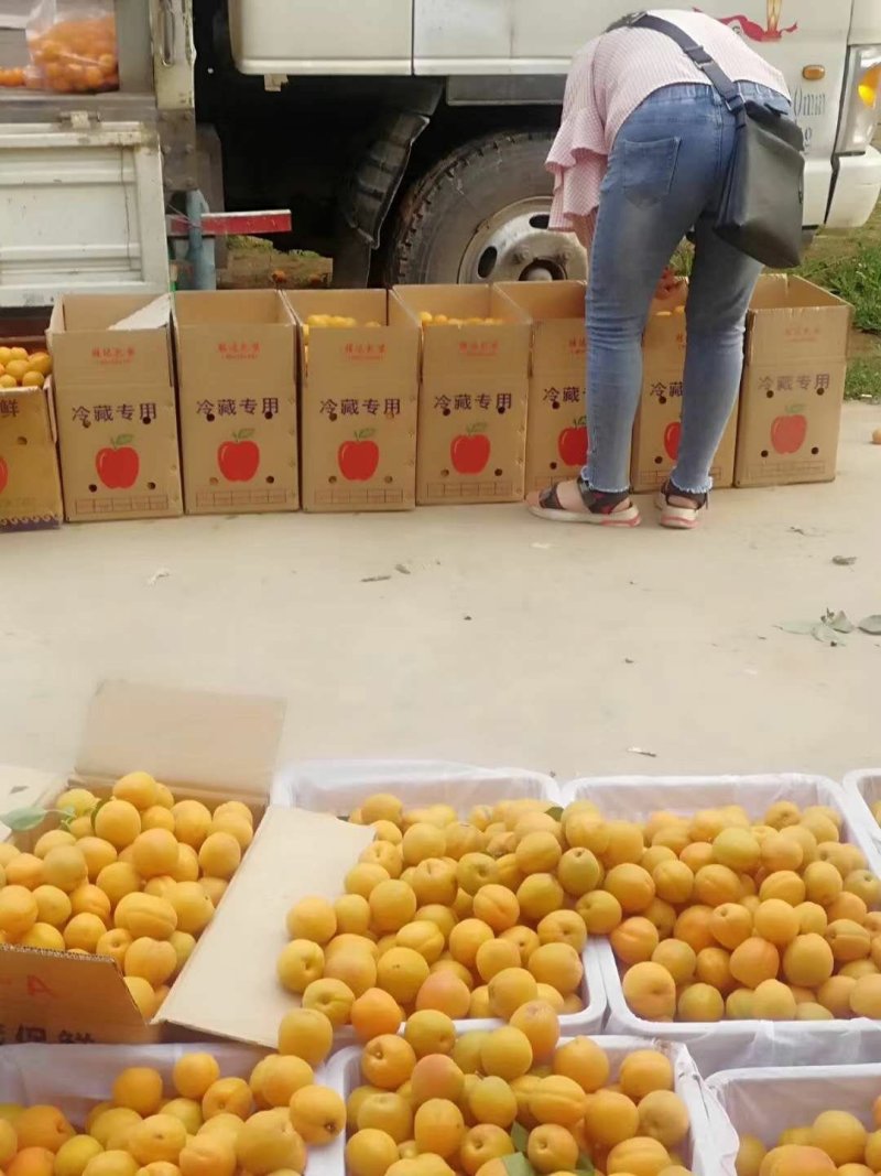 金太阳杏产地现摘现发大量供应