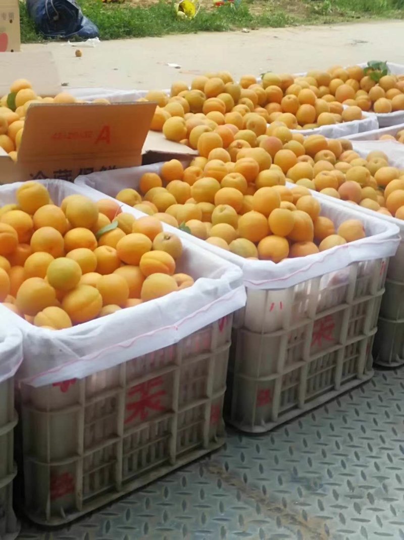 金太阳杏产地现摘现发大量供应