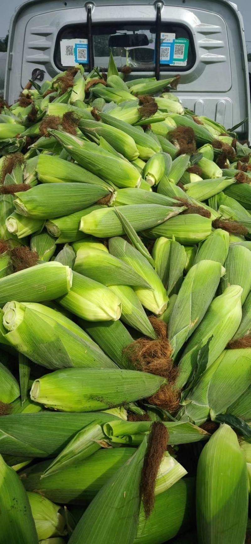 云南玉米，花糯玉米，产地直发，大量货源鲜玉米，直发