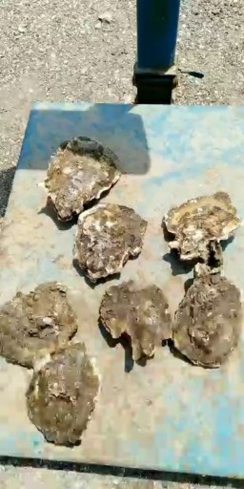 山东大牡蛎，各大，肥度好