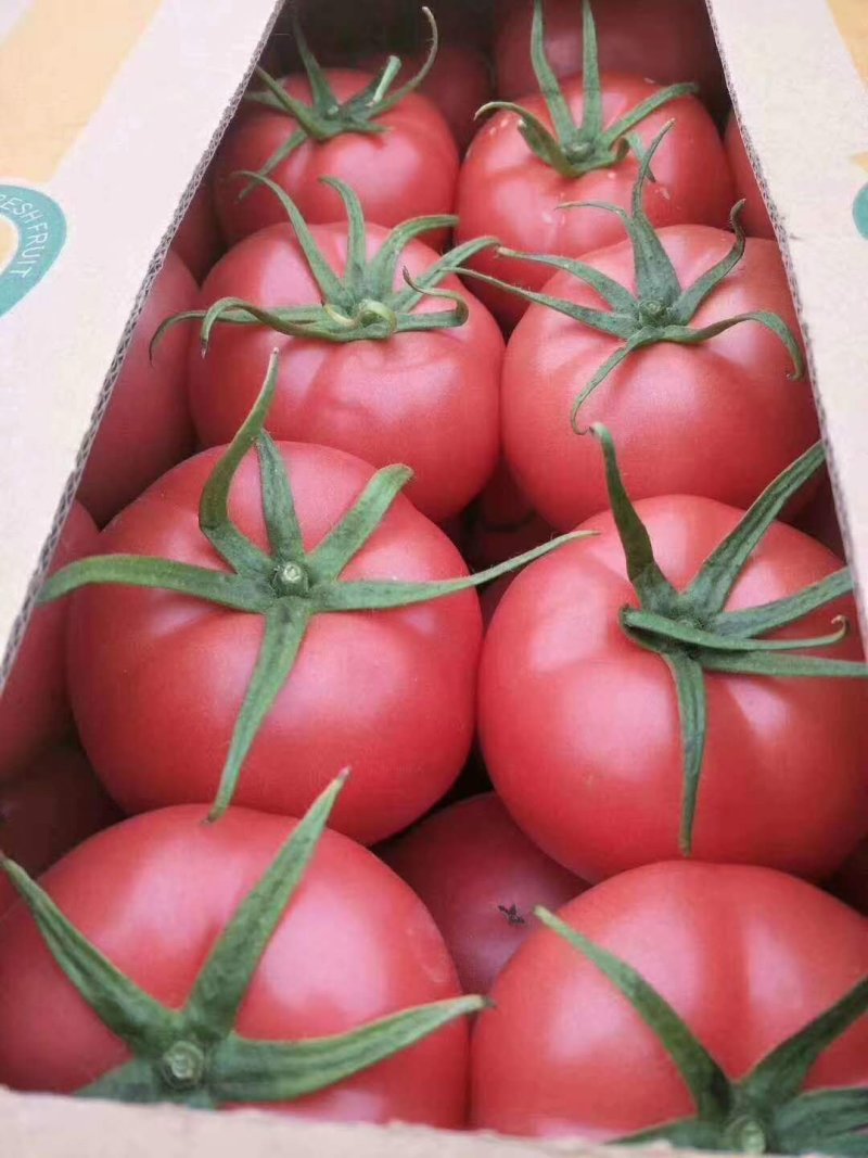 精品硬粉西红柿一手货源产地直供量大从优质量保证