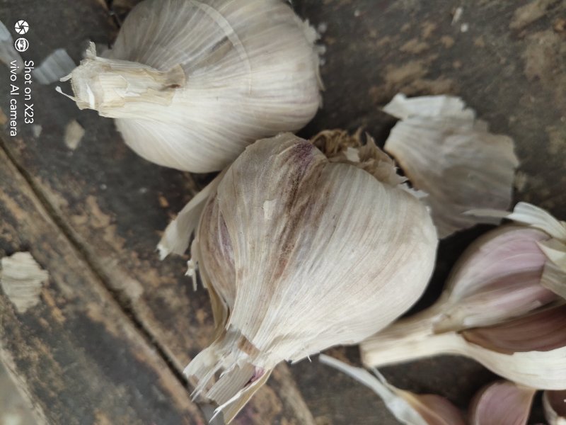 川蒜（早苔蒜）