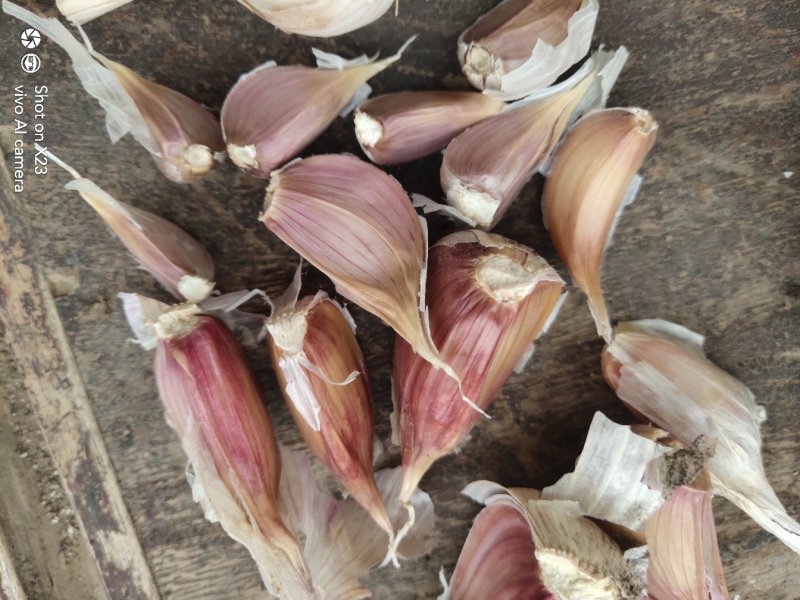 川蒜（早苔蒜）