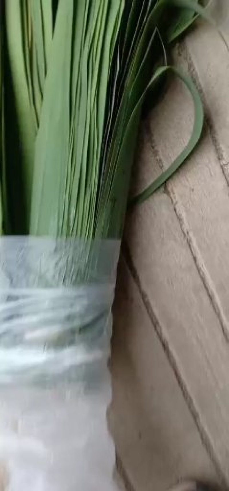 精品粽叶长江边上的芦苇叶8-12公分
