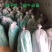 精品粽叶长江边上的芦苇叶8-12公分