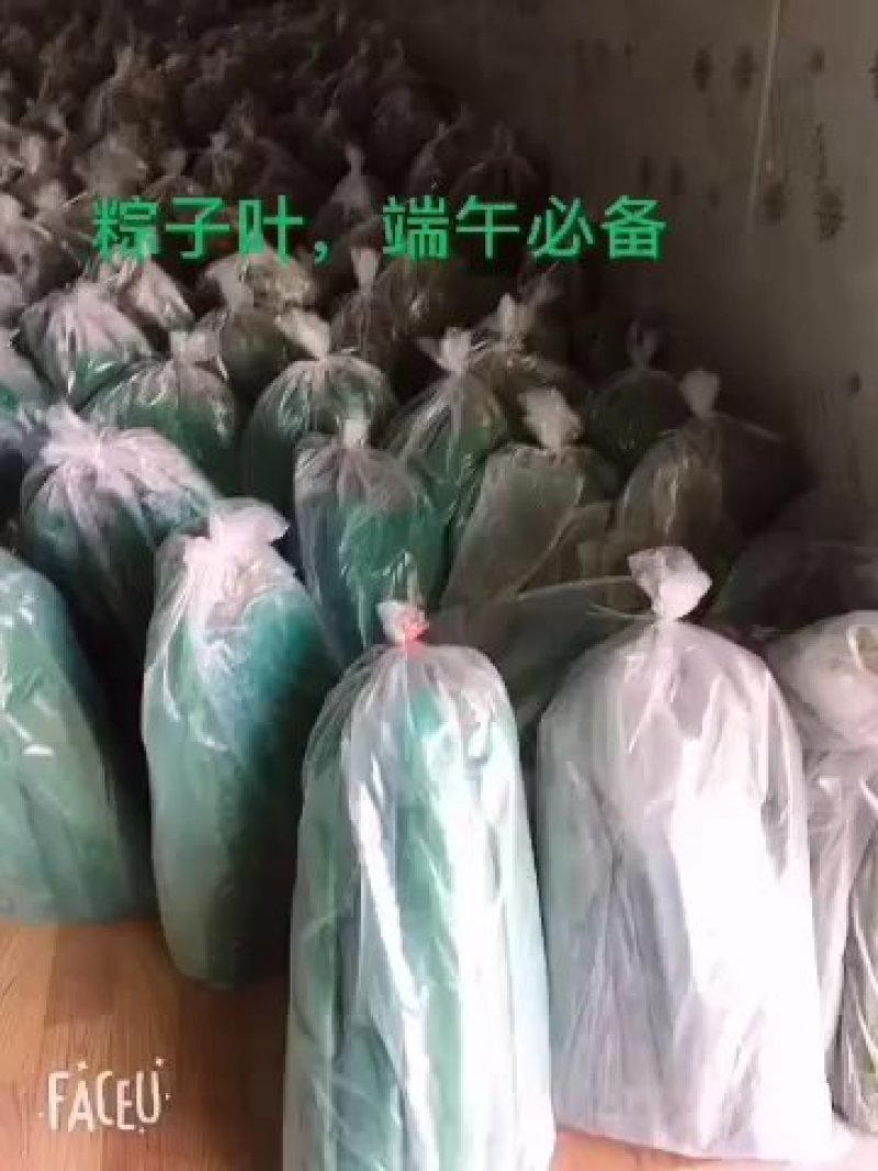 精品粽叶长江边上的芦苇叶8-12公分