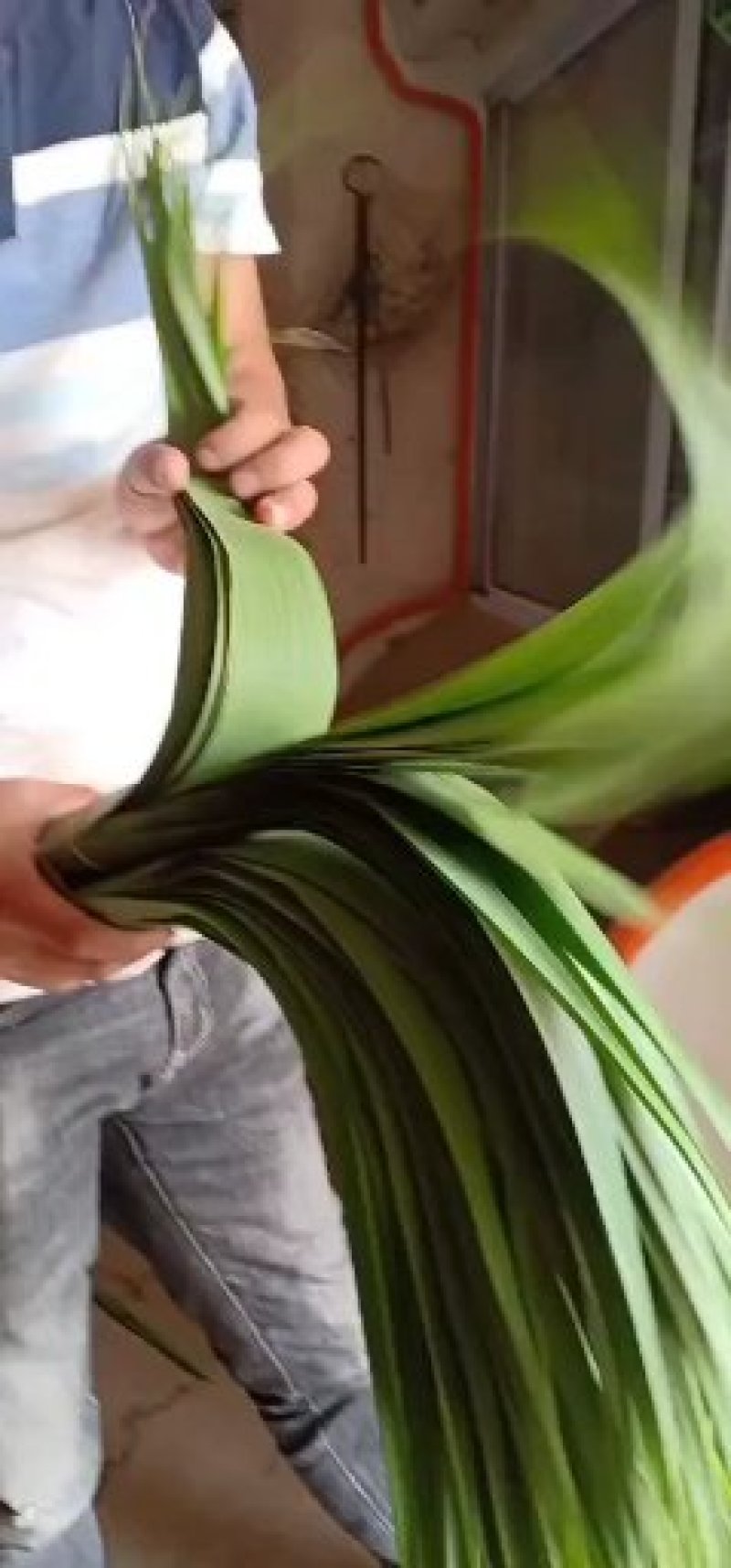 精品粽叶长江边上的芦苇叶8-12公分