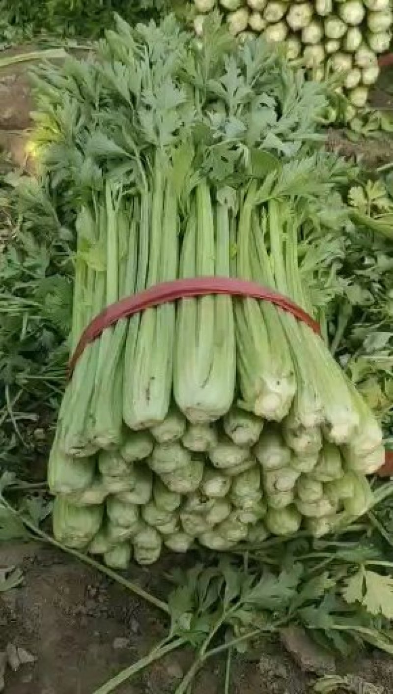 精品芹菜
