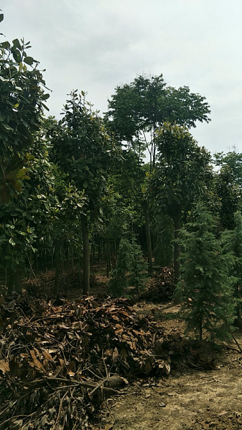 栾树，南栾，北栾各种规格