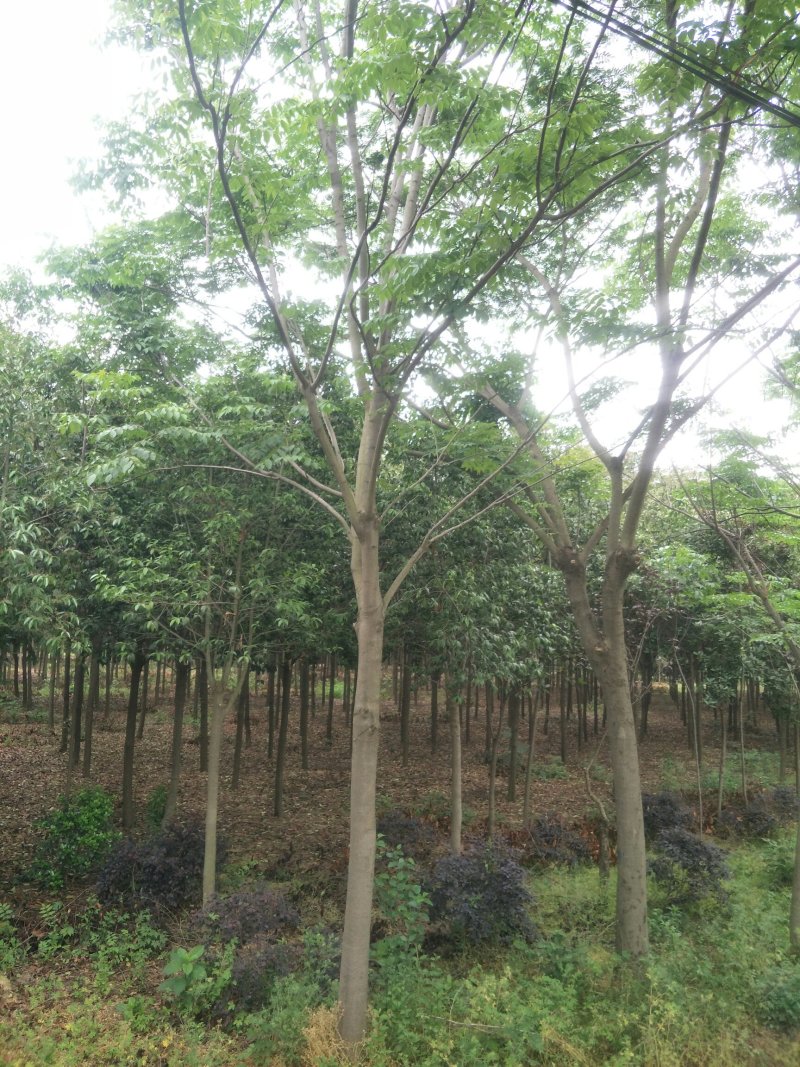 栾树，南栾，北栾各种规格