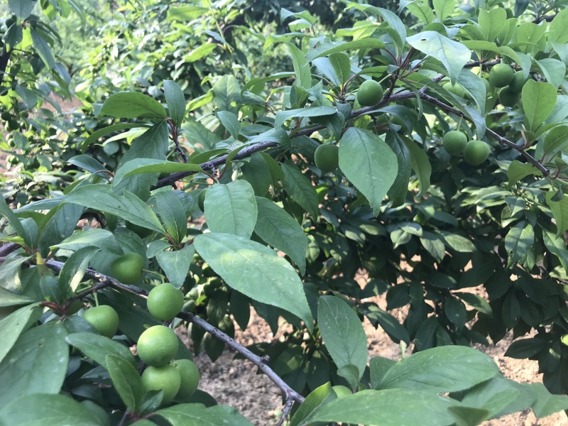 黑宝石，红布朗，清脆李，早富贵，403