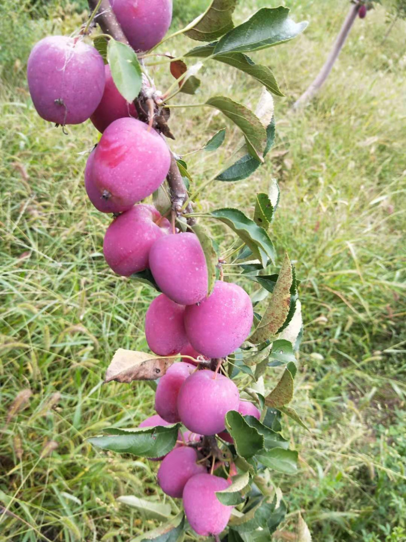 自家果园种植鸡心果，纯一手货源，保证果子质量
