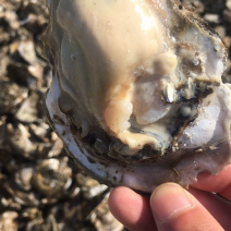 渤海湾生蚝无沙，各种规格，可供电商或超市