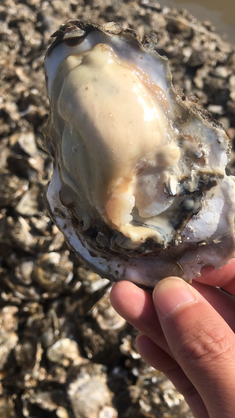 渤海湾生蚝无沙，各种规格，可供电商或超市
