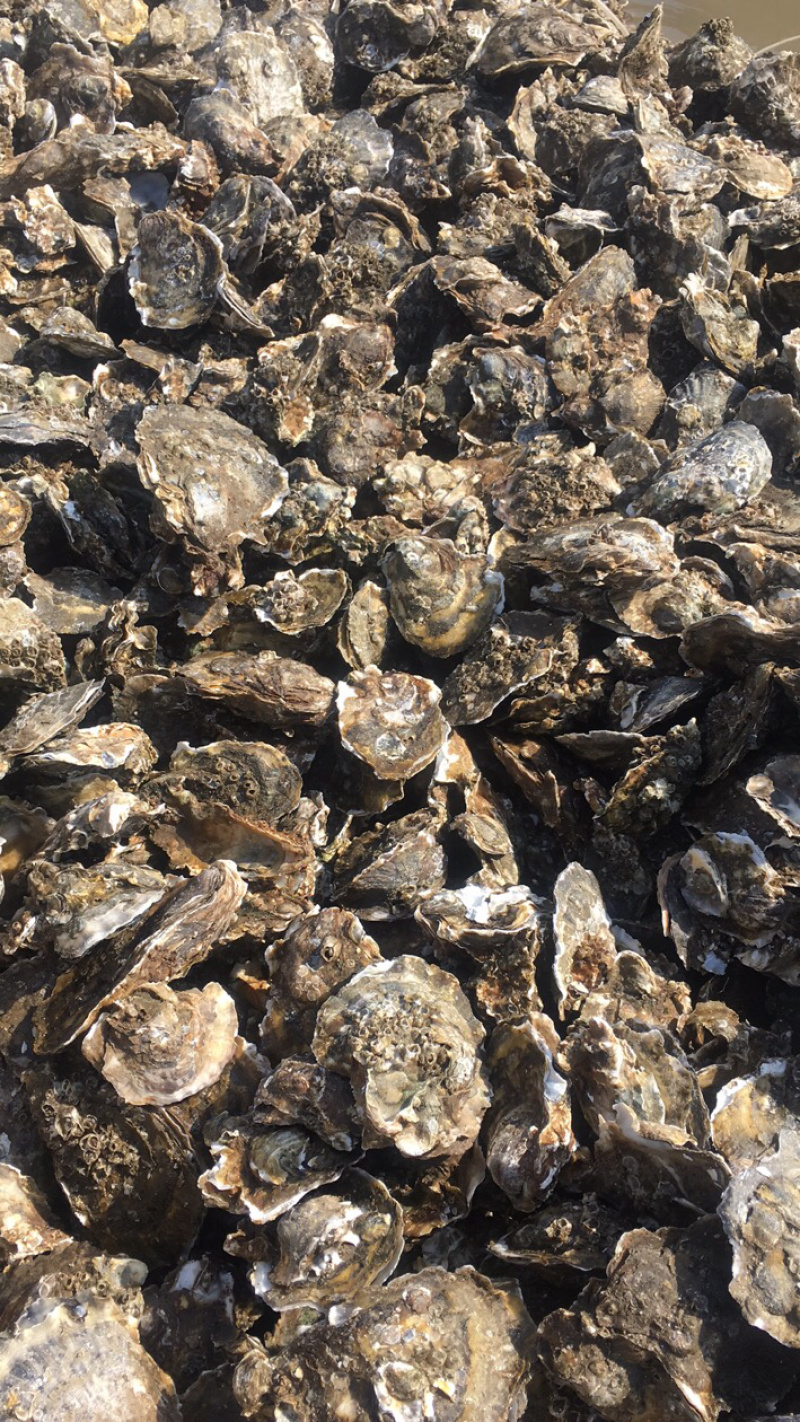渤海湾生蚝无沙，各种规格，可供电商或超市