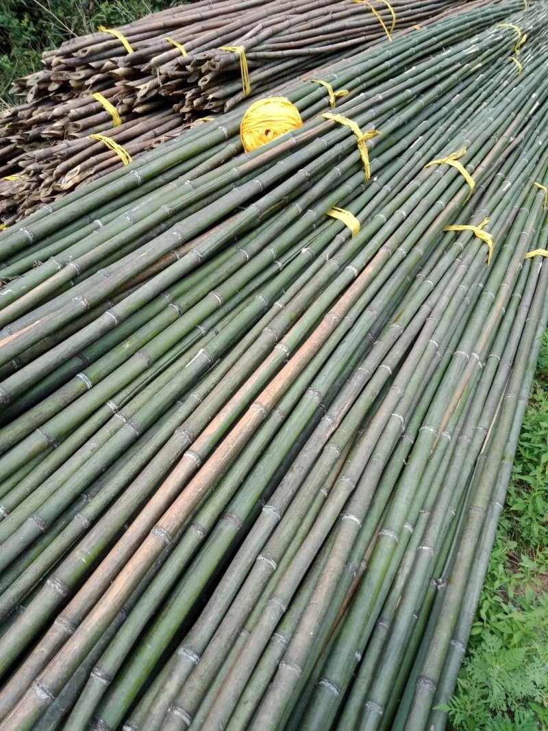 精选烟杆蔬菜架子竹竿架豆角果树支撑架子基地直发欢迎来电!