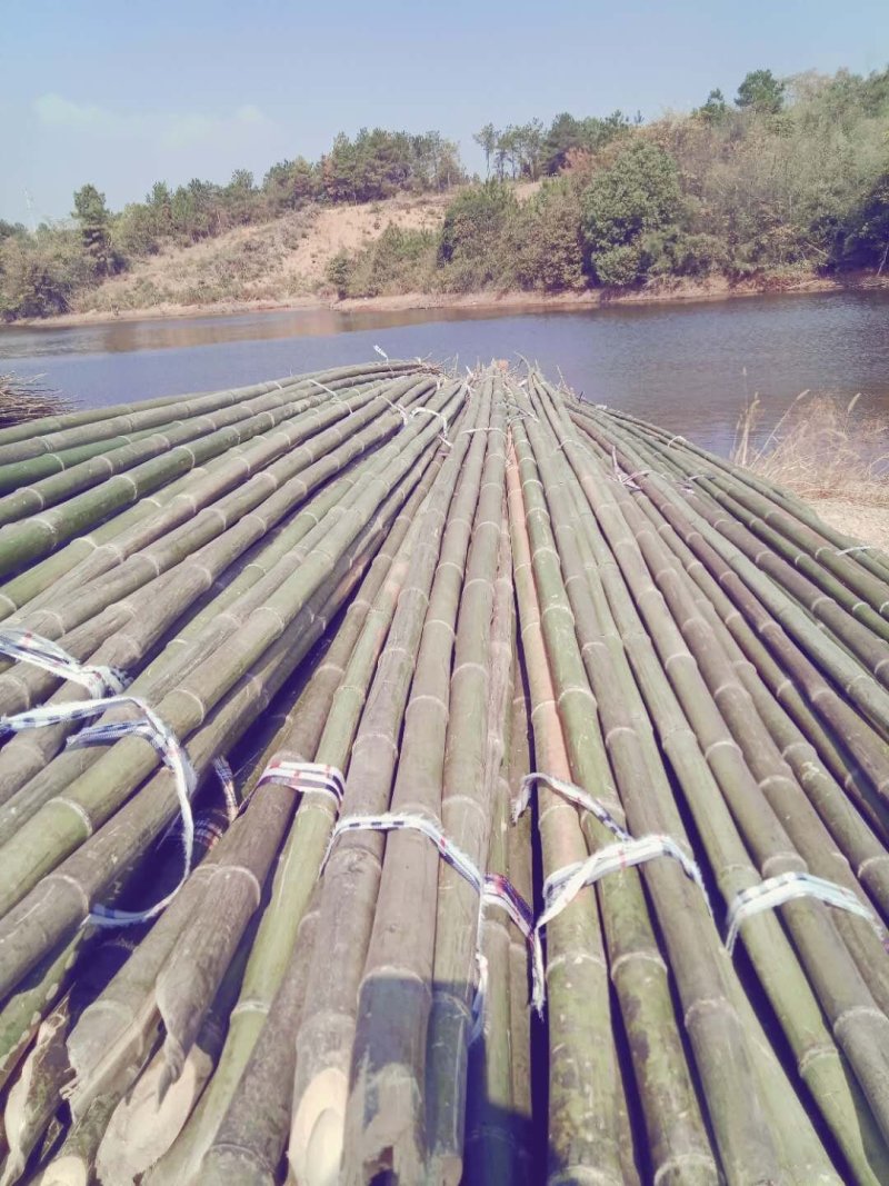 精选烟杆蔬菜架子竹竿架豆角果树支撑架子基地直发欢迎来电!