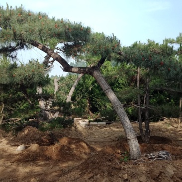 景松，泰山景观松，造型黑松古树基地直供，看树挖树