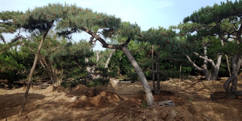 景松，泰山景观松，造型黑松古树基地直供，看树挖树