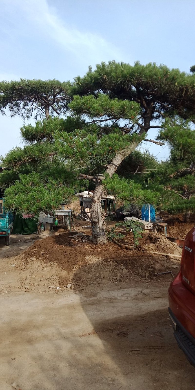 景松，泰山景观松，造型黑松古树基地直供，看树挖树