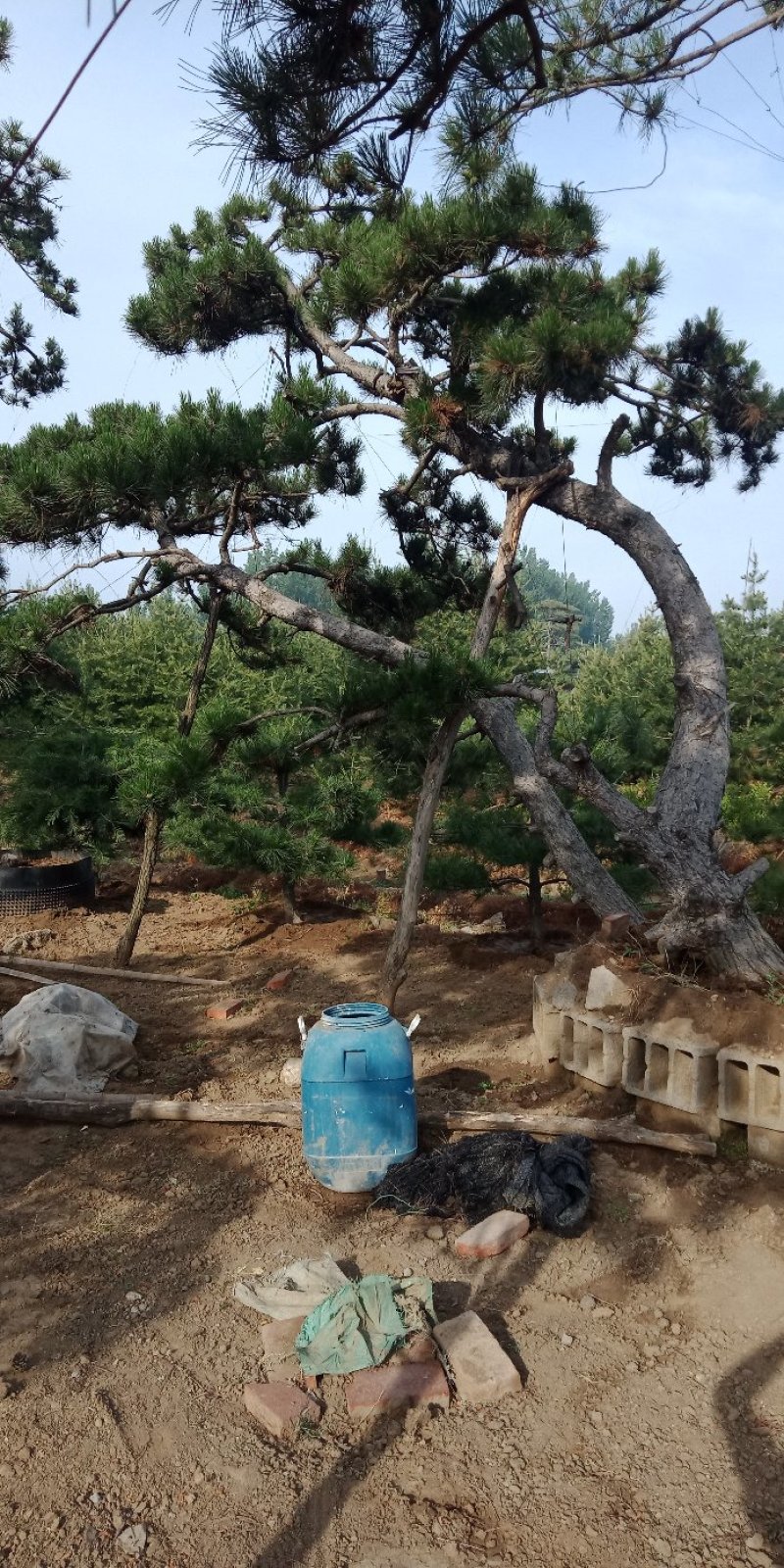 景松，泰山景观松，造型黑松古树基地直供，看树挖树