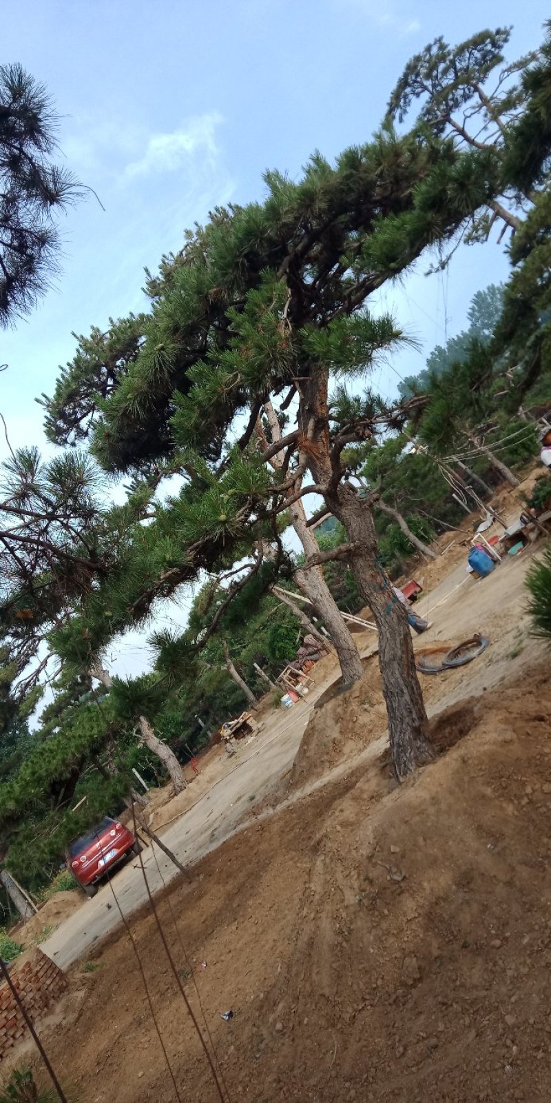 景松，泰山景观松，造型黑松古树基地直供，看树挖树