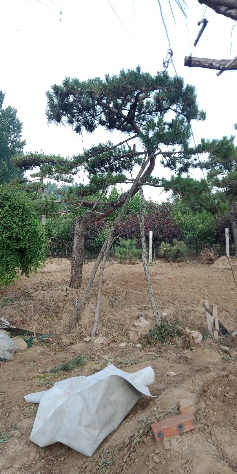 景松，泰山景观松，造型黑松古树基地直供，看树挖树