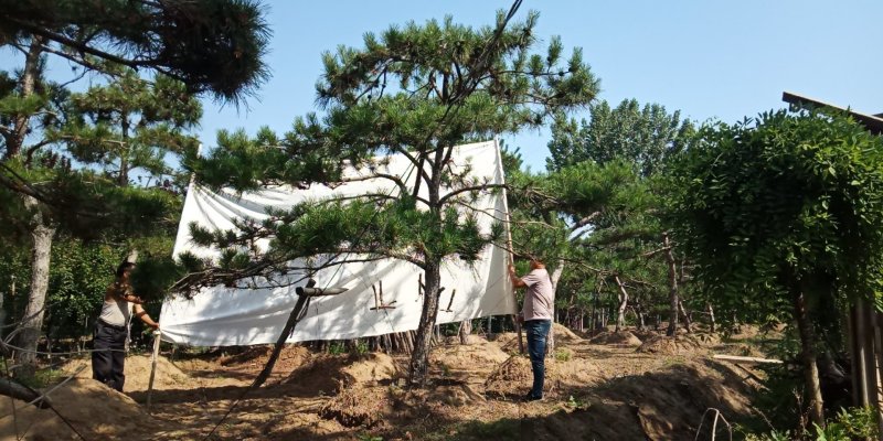 景松，泰山景观松，造型黑松古树基地直供，看树挖树