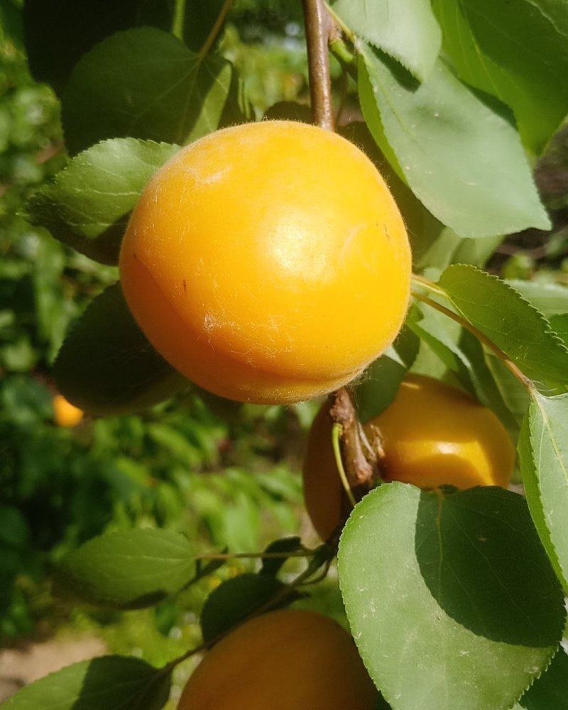 菏泽单县金太阳大杏精品果