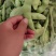 本地货山货哈，这种豆豆是橄榄豆