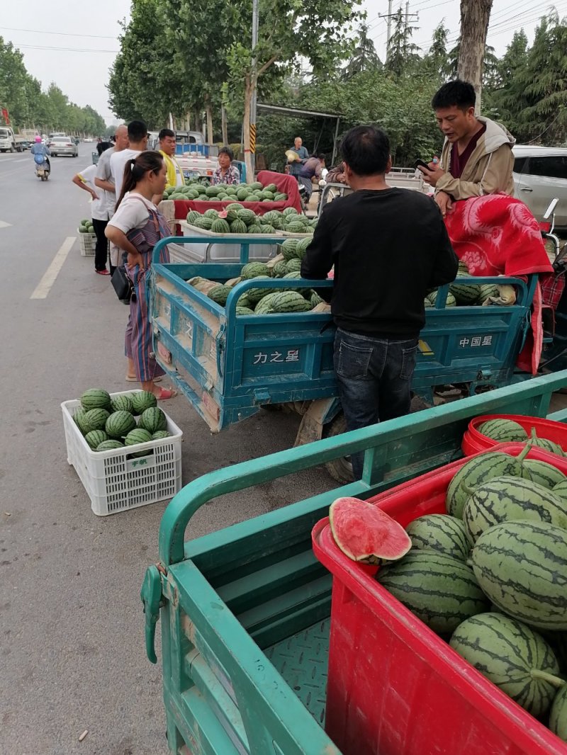 郑州中牟早春红玉西瓜