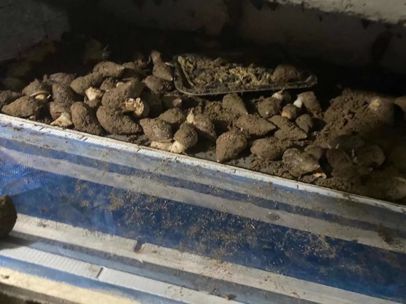 白玉蜗牛基地销售与回收包养殖。