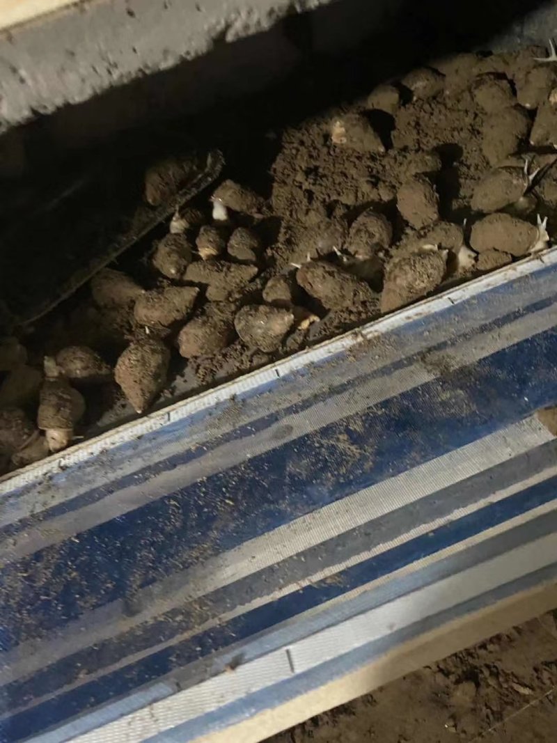 白玉蜗牛基地销售与回收包养殖。