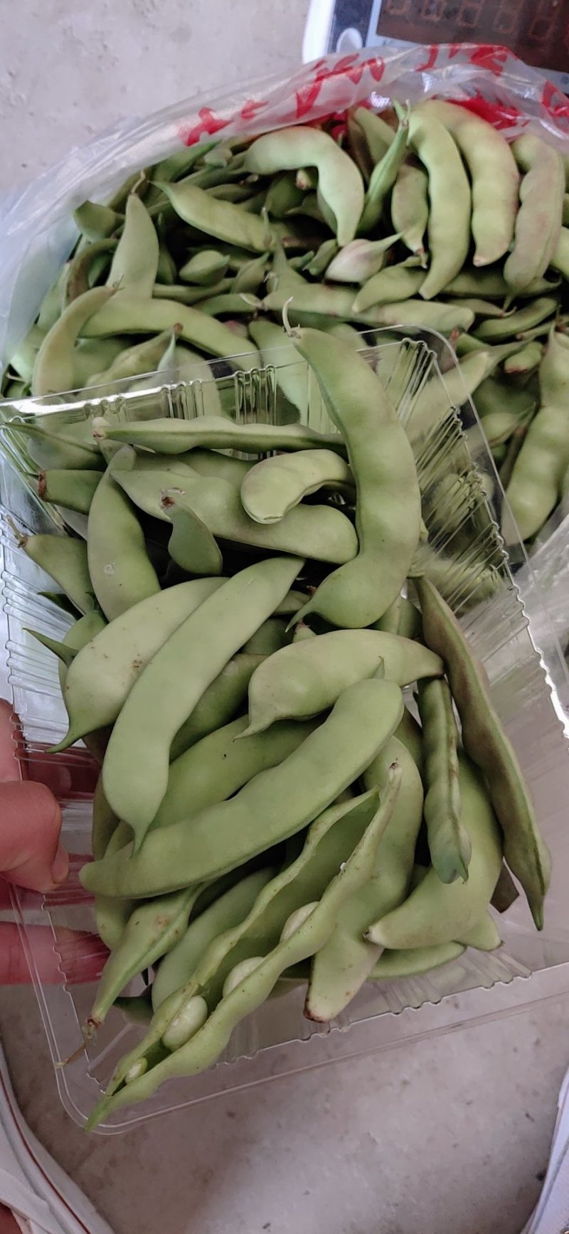 懒橄豆，山货一煮就融的那种