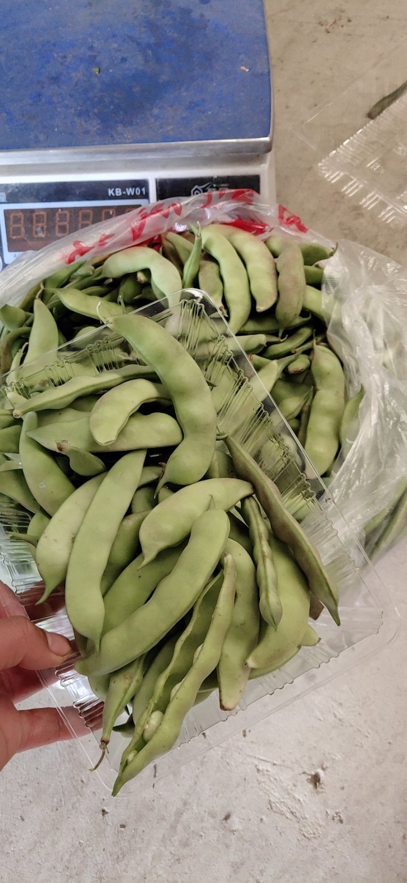 懒橄豆，山货一煮就融的那种
