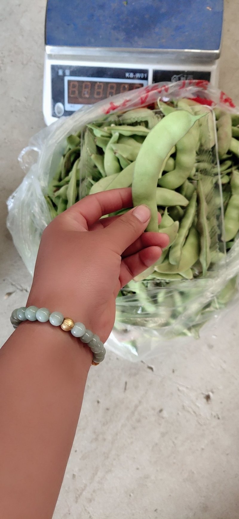 懒橄豆，山货一煮就融的那种