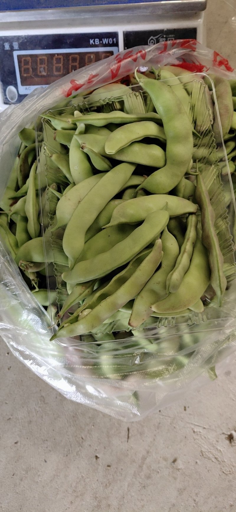 懒橄豆，山货一煮就融的那种