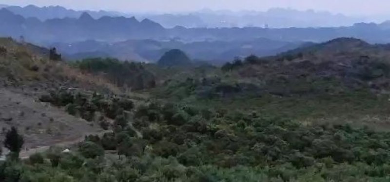 荒山，矿物质肥土质，半山腰，210亩桔子地，一百亩肥土地