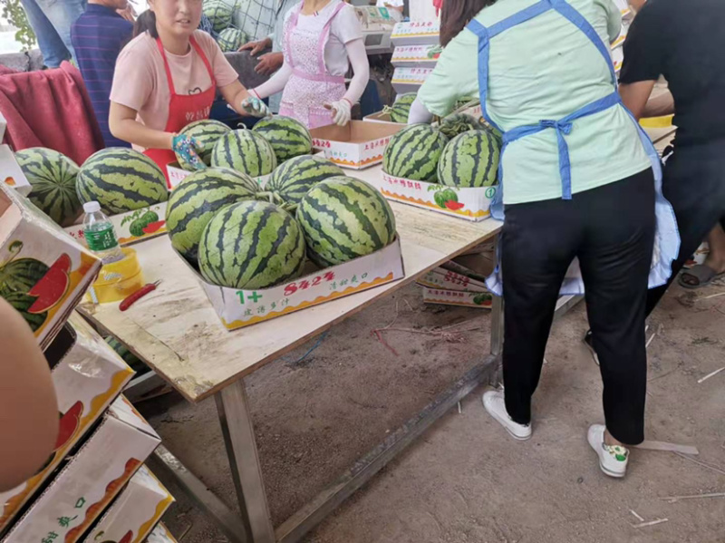 京欣西瓜河南西瓜大量上市诚信代发代办