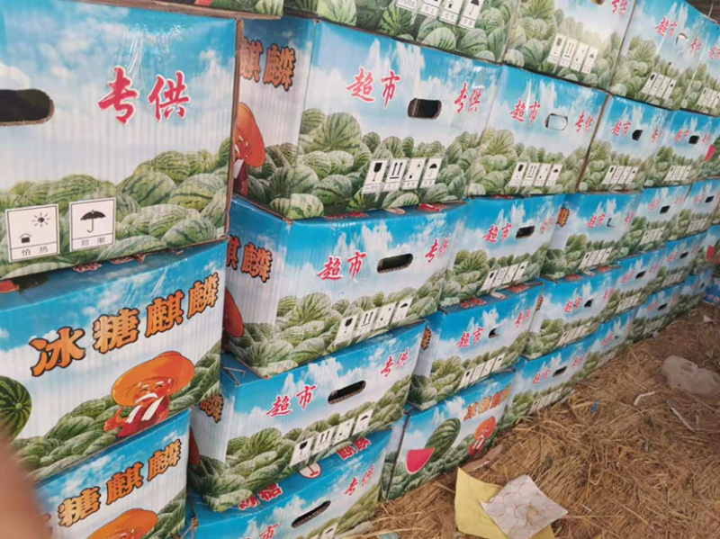 京欣西瓜河南西瓜大量上市诚信代发代办