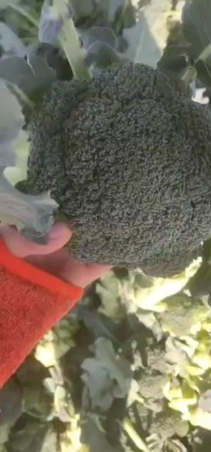 河南博爱西蓝花大量上市中，小米粒西蓝花基地大块地多