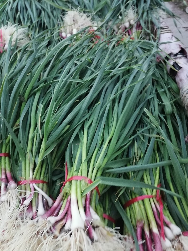 红根蒜苗