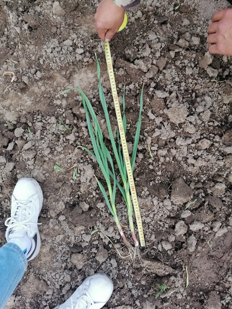 红根蒜苗
